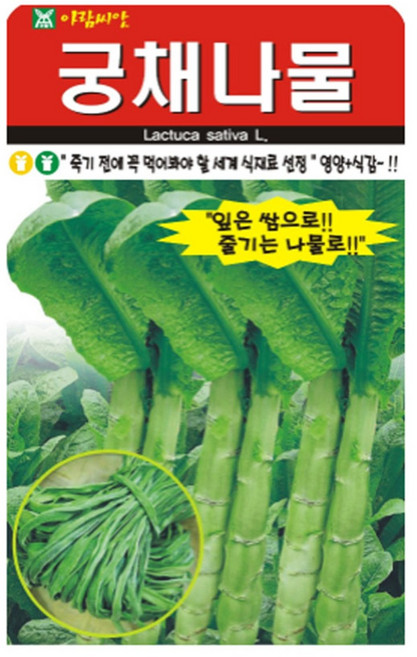 궁채나물 씨앗 500립 잎은 쌈으로 줄기는 나물로 식감좋은 궁채나물 아람씨앗, 1개