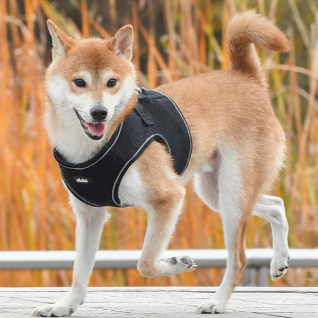 올치 반려동물 야간 빛 반사 콤비 하네스 B, 블랙, 1개