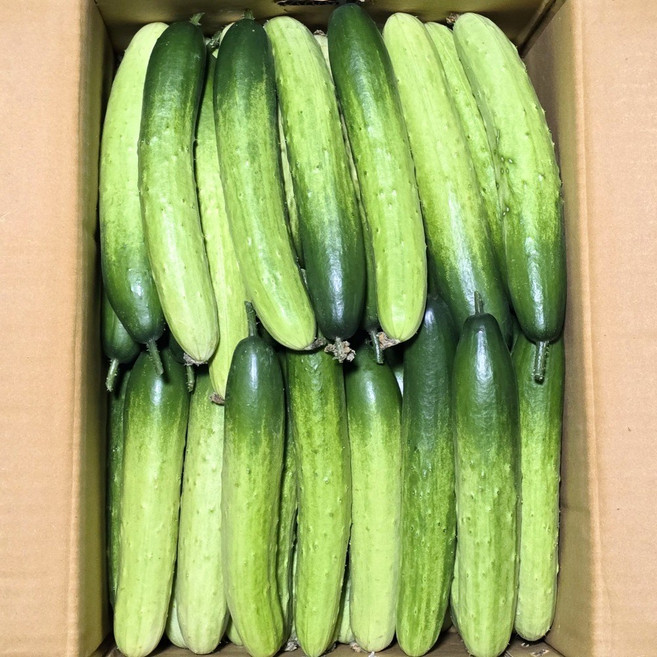 당일경매 아삭하고 싱싱한 백오이 백다다기오이 특품, 1박스, 2kg(특품)