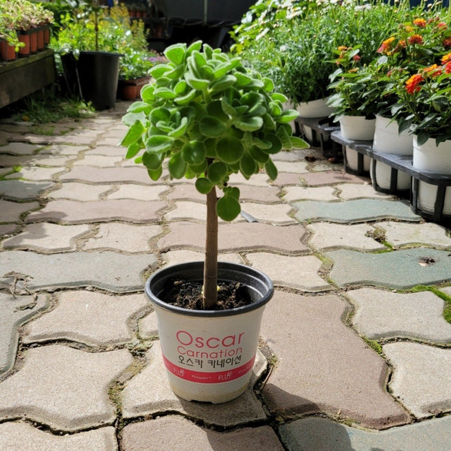 15~30cm 59 장미허브 외목대 소품, 1개