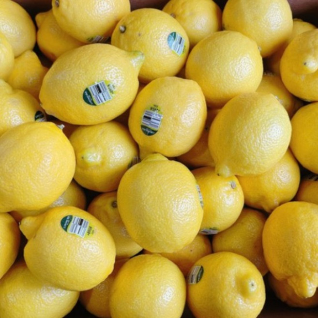 상큼한 레모니아 미국산 칠레산 레몬, 120g 내외, 140개