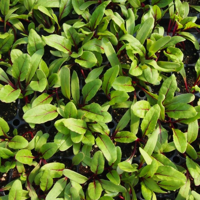 비트모종 20(개) 적색 묘종[모종파머스]