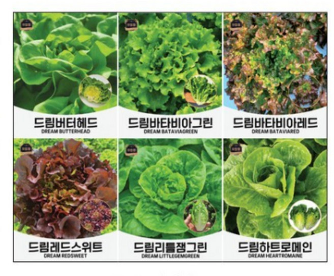 더드림 유럽상추씨앗 6종 각100립, 1개