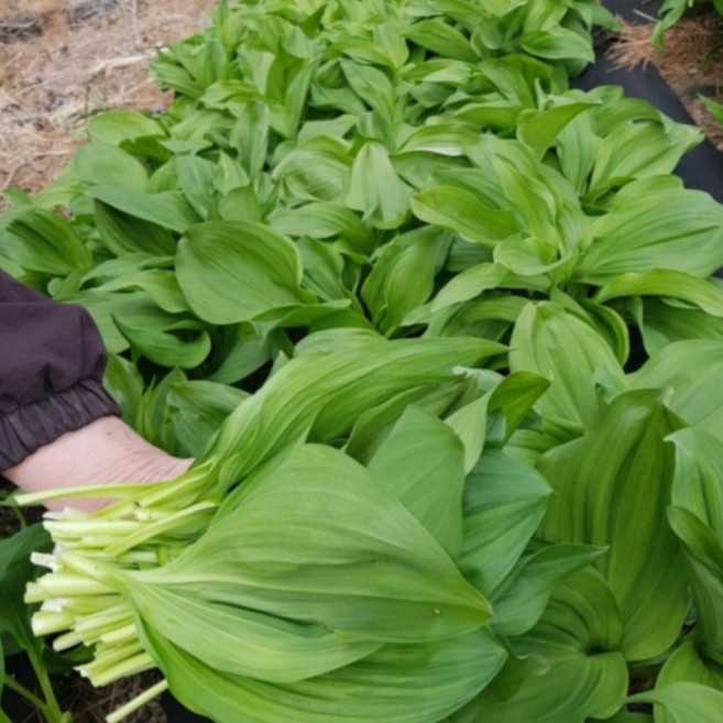 강원도 태백 명이나물, 2kg, 2박스