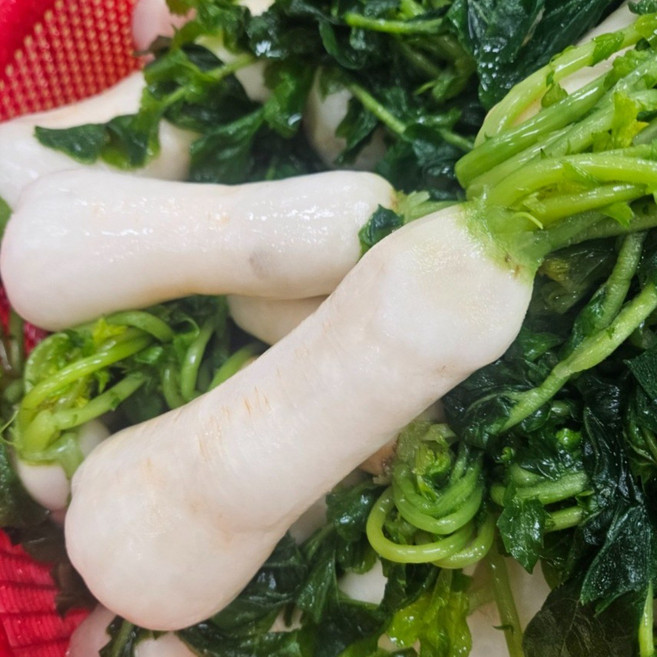 [아리파머스] 절임 알타리무 강원도 총각무 손질 세척한 3.5.10kg 선택가능 알타리 김치, 절임알타리 10kg