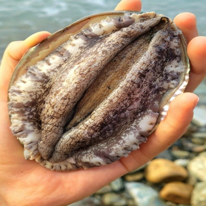 [한국소비자평가 4연속 우수선정] 왕특대 선물용전복 6-7미 1kg 1.5kg _건미역 세척솔, 1박스, 02. 명품 왕특대 1.5kg (총10-11마리)