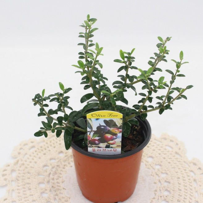 [골든플랜트] 올리브나무소품 열매열리는 올리브나무입니다, 1개