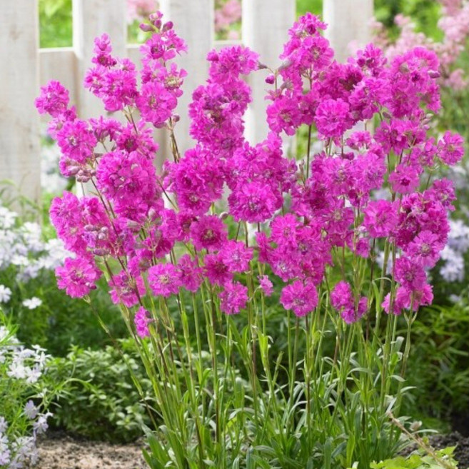 동자꽃 7종 씨앗 선택구매 동자들아 다 모여, 비단동자꽃 50립, 1개