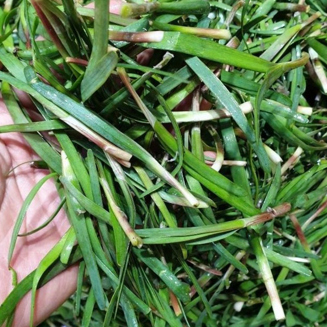 [제철] 노지 초벌부추 약부추, 500g, 1개