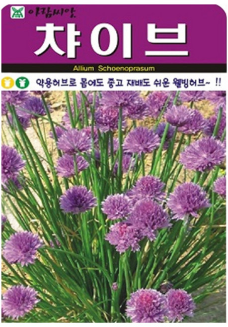 허브 챠이브 (차이브) 씨앗 (합 800립) 허브씨 종자