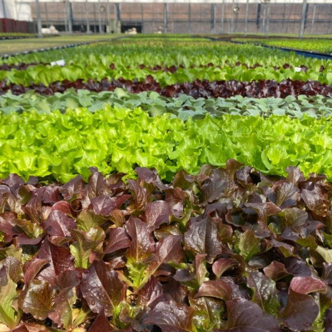 [샐러드+쌈용] 모종 묶음 세트 집에서 상추 키우기 주말농장 텃밭 세트 도시농업 미니 실내 베란다 화단 재배, 샐러드용(청로메인+적로메인+청생채(아삭이)+청오크), 12개