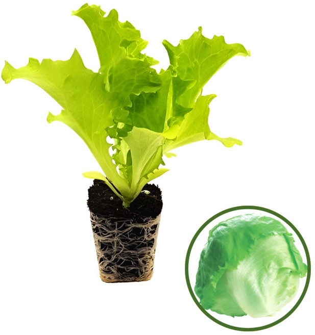 파머시카 양상추 모종 국내산 아삭상추, 16개