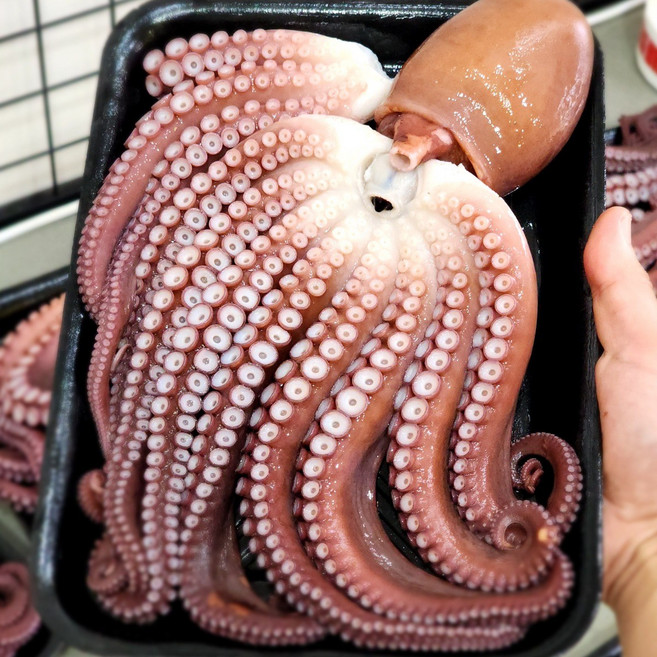 동해 삼척 피문어 대문어 숙회 자숙 문어 도시락 1kg, 피문어 한접시(자숙후 700g)