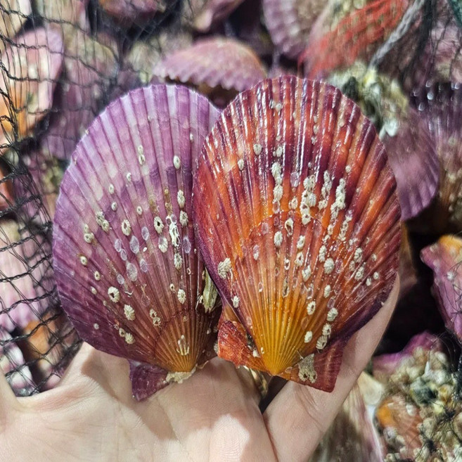 [재구매1위] 경남 통영 고성 제철 생물 비단 홍가리비, 1박스, 5kg