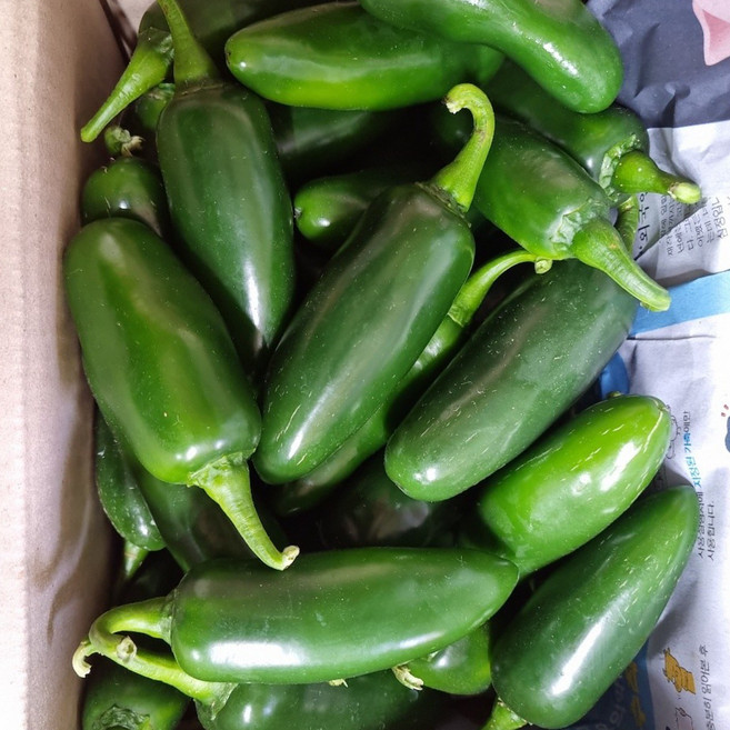 국내산 생 할라피뇨 고추 직접생산, 1개, 1kg