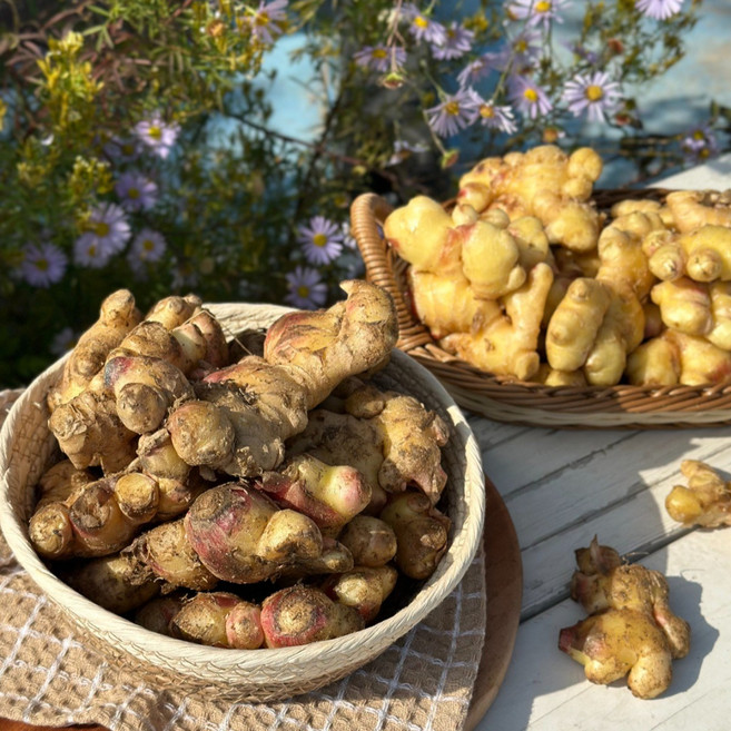 [서산직송]해풍맞고자란 톡쏘는 서산 생강, 1개, 1kg