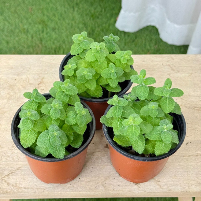 애플민트 3개입 허브식물 다년생 허브모종 향기나는 식용 대성식물, 3개