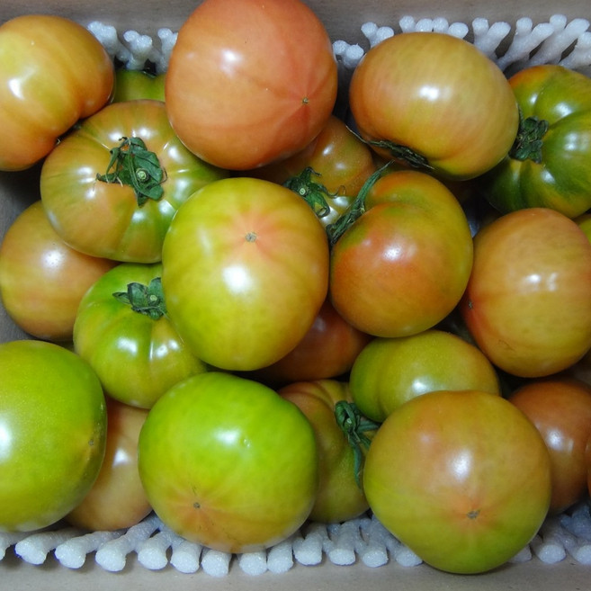 황금열매 주스용 맛있는 완숙 일반 찰 토마토 쥬스용, 1개, 찰토마토 10kg 5-6번과