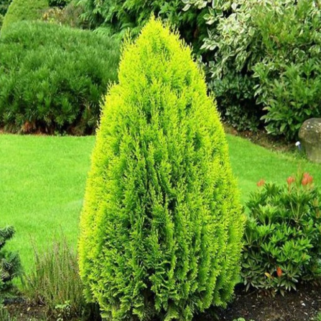 황금측백 묘목 키60cm분묘 상록수 나무언니, 키 50cm, 10개