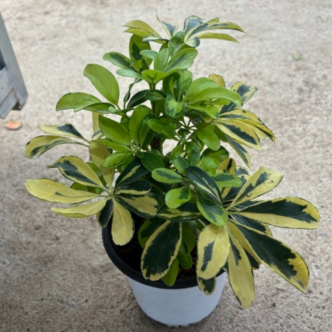 무늬가 예쁘고 공기정화에 좋은 무늬홍콩야자 중품 식공플랜츠, 1개