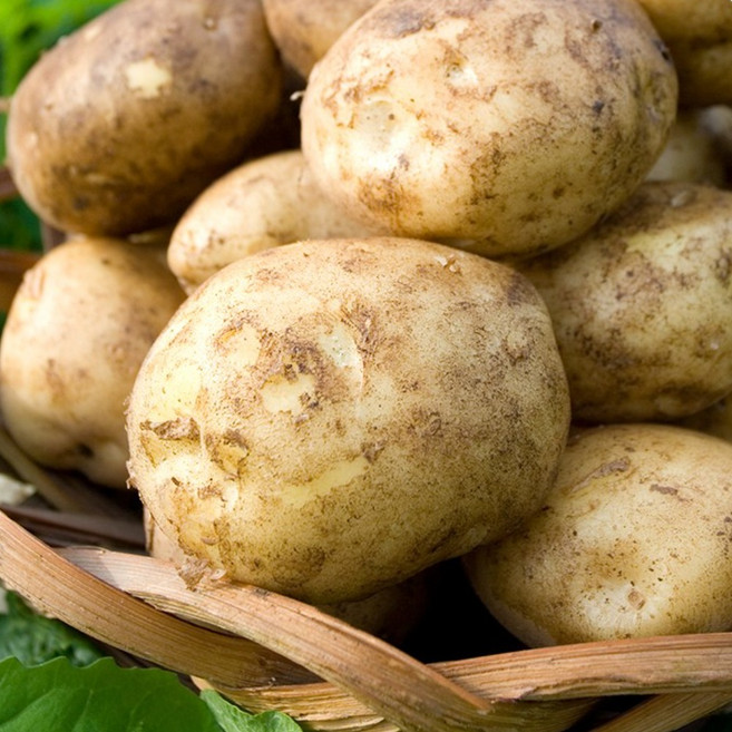 산지직송 두백감자 신선 감자 대용량, 1개, 3kg(대)