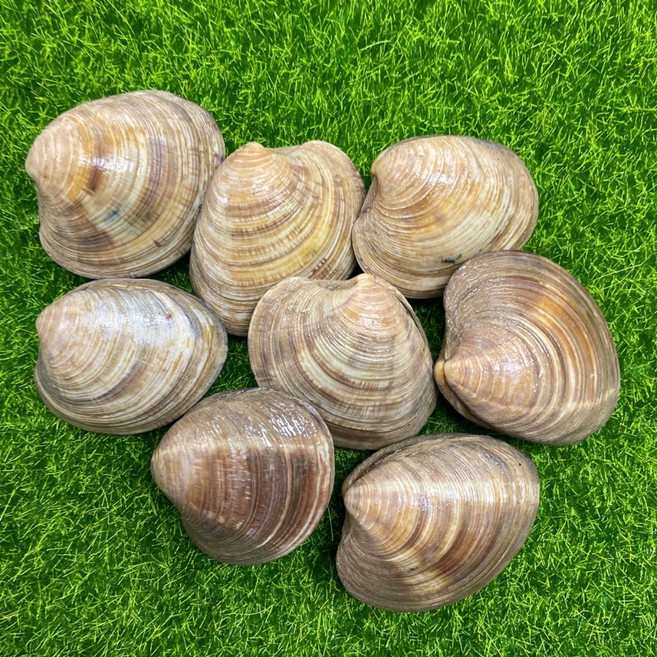 해감완료 자연산 활 백생합 생합 캠핑 조개구이 백합조개 백상합, 1세트, 10kg