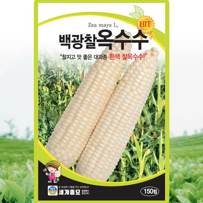 백광찰옥수수 150립 / 옥수수씨앗 찰옥수수씨 종자 주말농장 베란다텃밭, 1개
