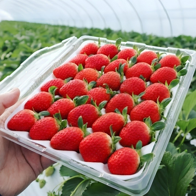 [3년연속완판] 당일수확 농장직송 고급에어백포장 설향딸기, 1박스, 400g (20구)