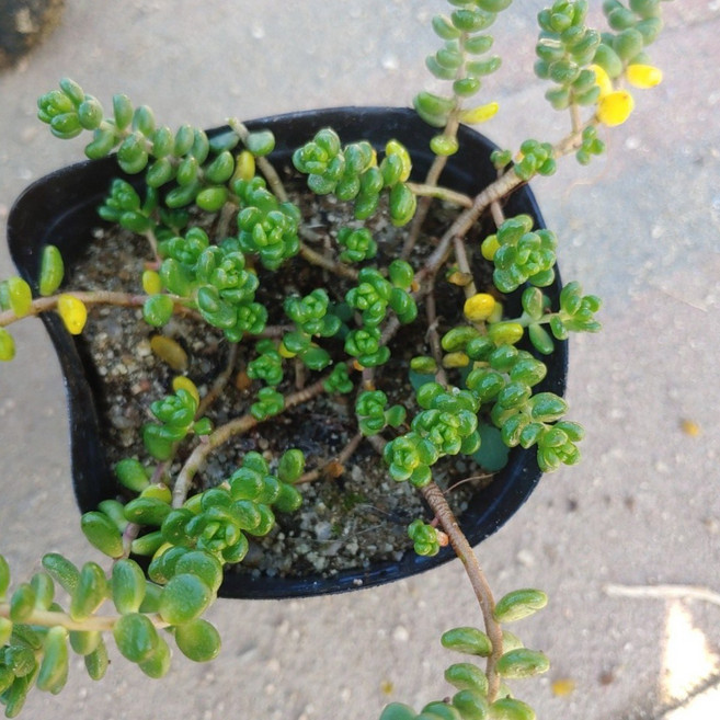 썬버스트바위솔, 1개