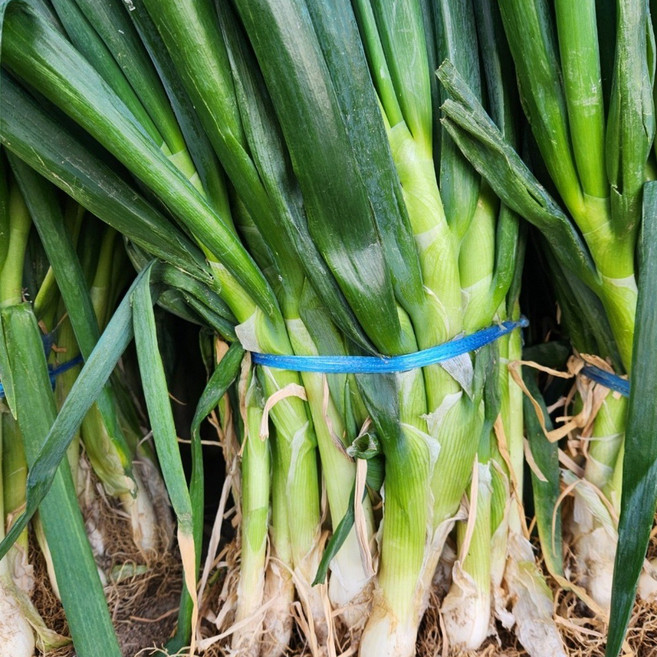 국산 대파 흙대파 1kg 3kg 5kg, 1개