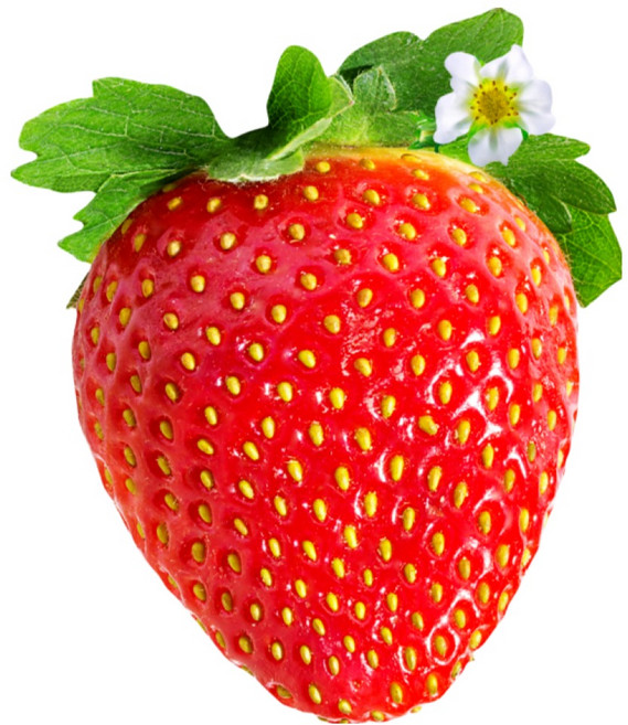 모두다팜 딸기모종 설향 주말농장 텃밭용 모종, 1개