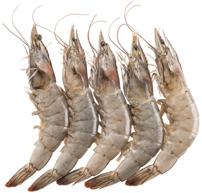 [굿챈스]페루 흰다리새우 대하구이 1BOX, 1박스, 30/40 12kg