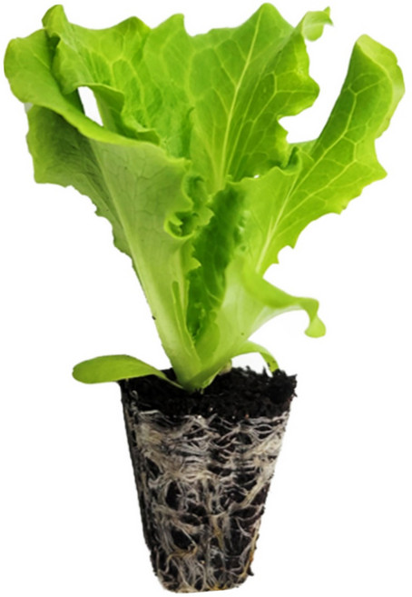 마이플랜트 아삭이상추 청생채 상추 모종, 6개