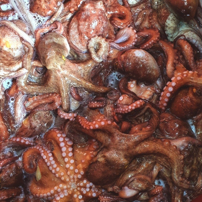 [통영직송]국산 생물문어 남해안 자연산 돌문어 당일조업 일반용, 1개, 1kg