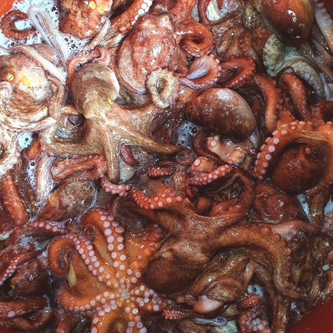 [통영직송]국산 생물문어 남해안 자연산 돌문어 당일조업 일반용, 1개, 2kg