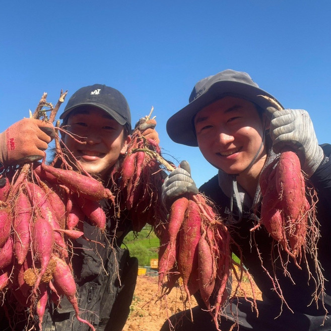 [유림농원 익산고구마] 2025 햇밤고구마 포슬포슬 목막힘 정통 밤맛 3kg / 5kg, 1박스