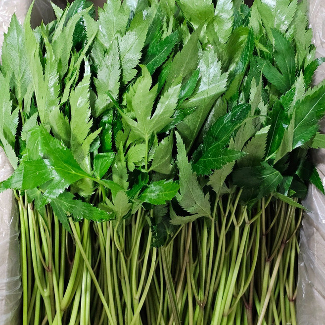 [하루채소] 당귀 상급 국내산 당귀잎1kg, 당귀 1kg, 1kg, 1개