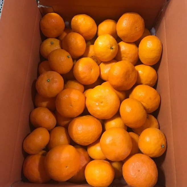 제주 카라향 선물용 5kg 10kg 고당도 서귀포 봄 귤 세진농원 사백일향, 1개, 5kg(선물용)