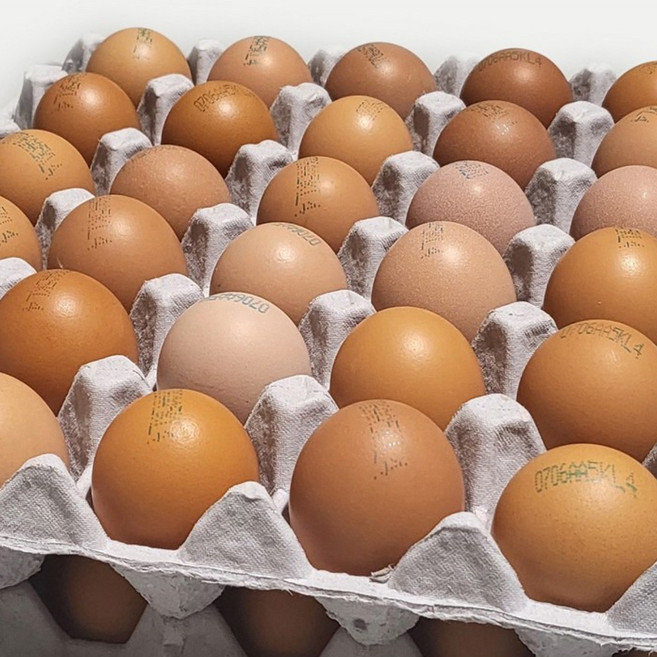 [농장직송] 에그트리 항생제 없는 안심 햇달걀 중란(44~51g small), 60구, 1개