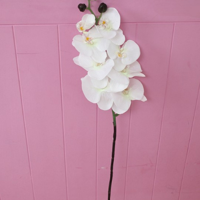 호가 리얼 호접란 조화 조화꽃 인테리어조화 인테리어소품 장식, 리얼호접란_화이트