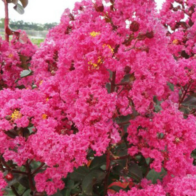 (나무판다) 배롱나무 목백일홍 핑크벨로 5치 묶음, 2개