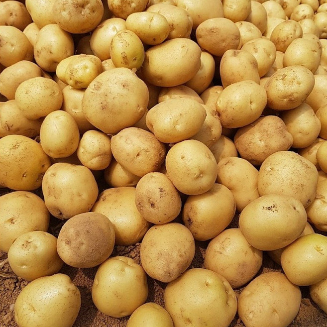 [가락시장 찐여사] 국내산 햇 감자 완쫄/조림 3kg, 완쫄 3kg, 1박스