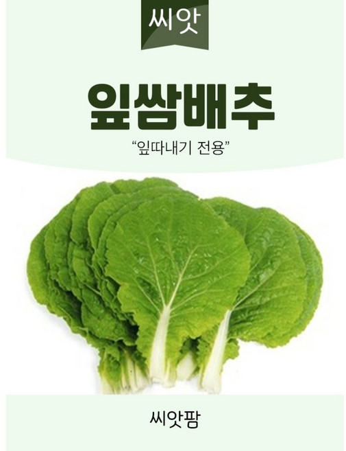 잎쌈배추 씨앗 (500립) 쌈추, 1개