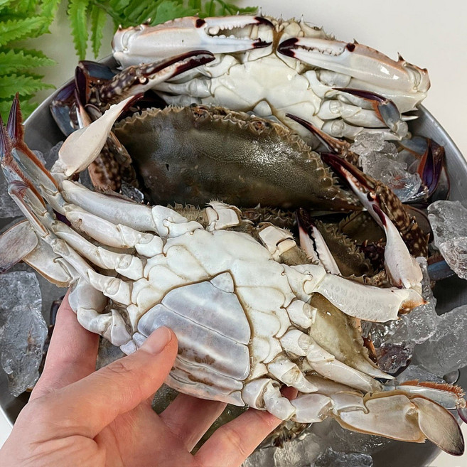 국내산 연평도 암꽃게 냉동 꽃게 급냉 특품, 1박스, 2kg(6-10미) 암꽃게