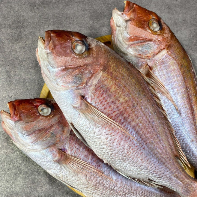 [부산명물][반건조 생선] 부자생선 본점 제수용 생선 참돔 소 중 대 특대, 37cm