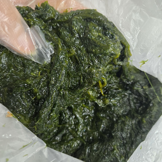 국내산 물감태 냉동 감태 감태전 감태무침용 해초 당일채취 지아수산, 1kg, 1개