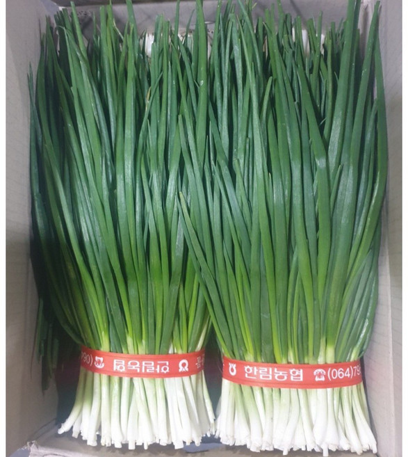 클릭마켓 국내산 제주 깐쪽파 쪽파 파김치 김장 용, 5개