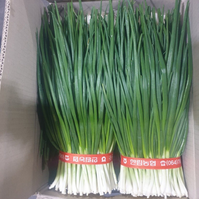 클릭마켓 국내산 제주 깐쪽파 쪽파 파김치 김장 용, 2개