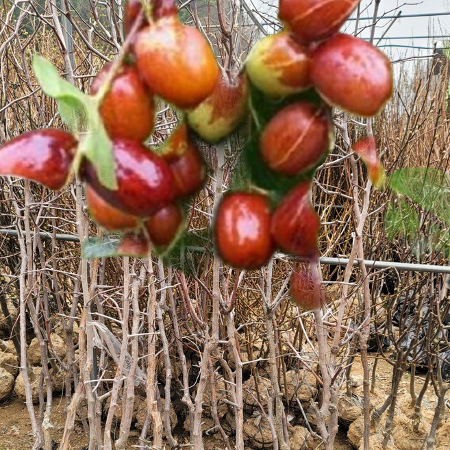 사과대추 나무 4년생 결실주 왕대추, 1개