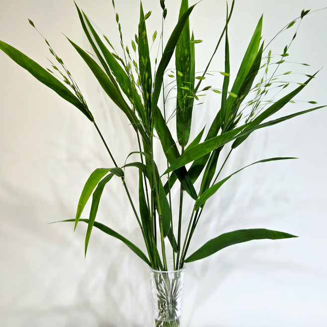 더플라워24 보리사초 생화꽃다발 그린소재 인테리어식물 플랜테리어 유니폴라생화, 1개